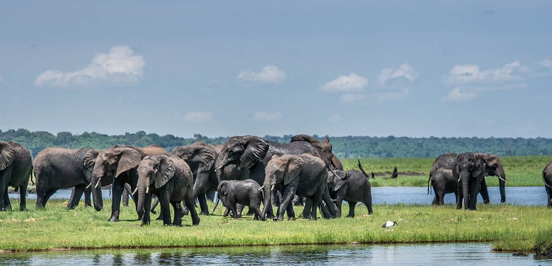 Chobe National Park