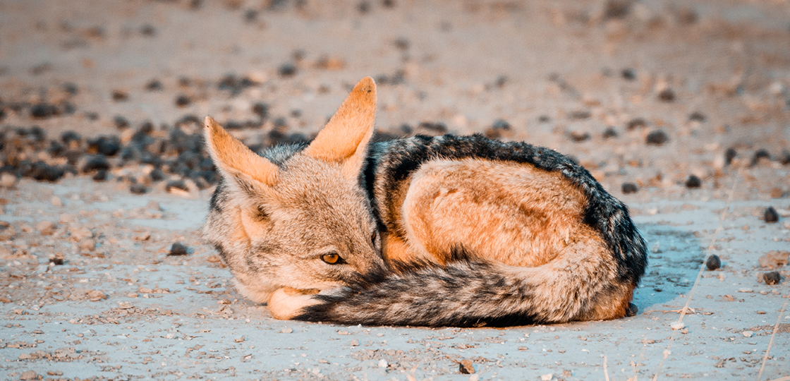 Central Kalahari Game Reserve