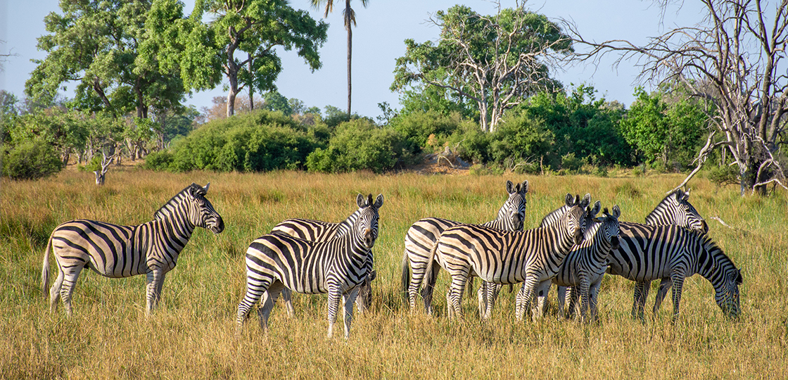 Makgadikgadi Pans