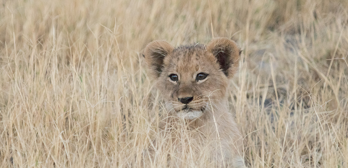 Moremi Game Reserve 