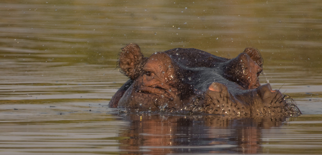 Okavango Delta